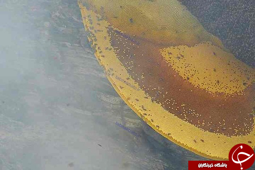 تصاویر شگفت&zwnj;انگیز از &laquo;برداشت عسل زنبور وحشی&raquo;