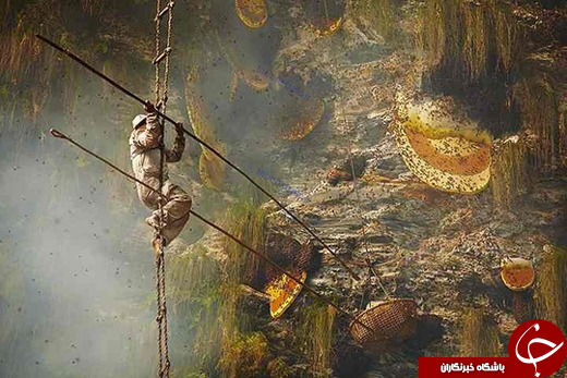 تصاویر شگفت&zwnj;انگیز از &laquo;برداشت عسل زنبور وحشی&raquo;