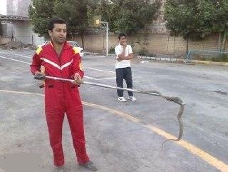 شکار مار افعی در منزل مسکونی