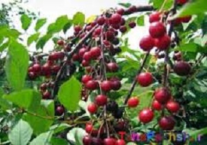 پیش بینی برداشت 7 هزارتن البالو از باغات کردستان