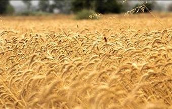 محصول جو همدان وارد بورس می شود