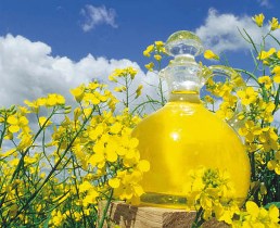 گیاهی که در مصرف آب صرفه جویی می کند