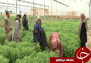 راه حل طبیعی برای بیماران دیابتی + فیلم