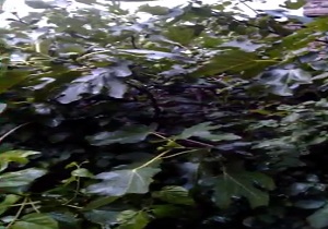 ترنم زیبای باران در آخرین روز از بهار + فیلم