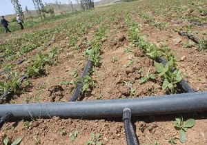کشت خیار باروش آبیاری قطره ای برای نخستین بار در شهرستان خلخال