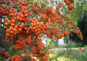 زالزالک تنظیم کننده حرکات نامنظم قلب