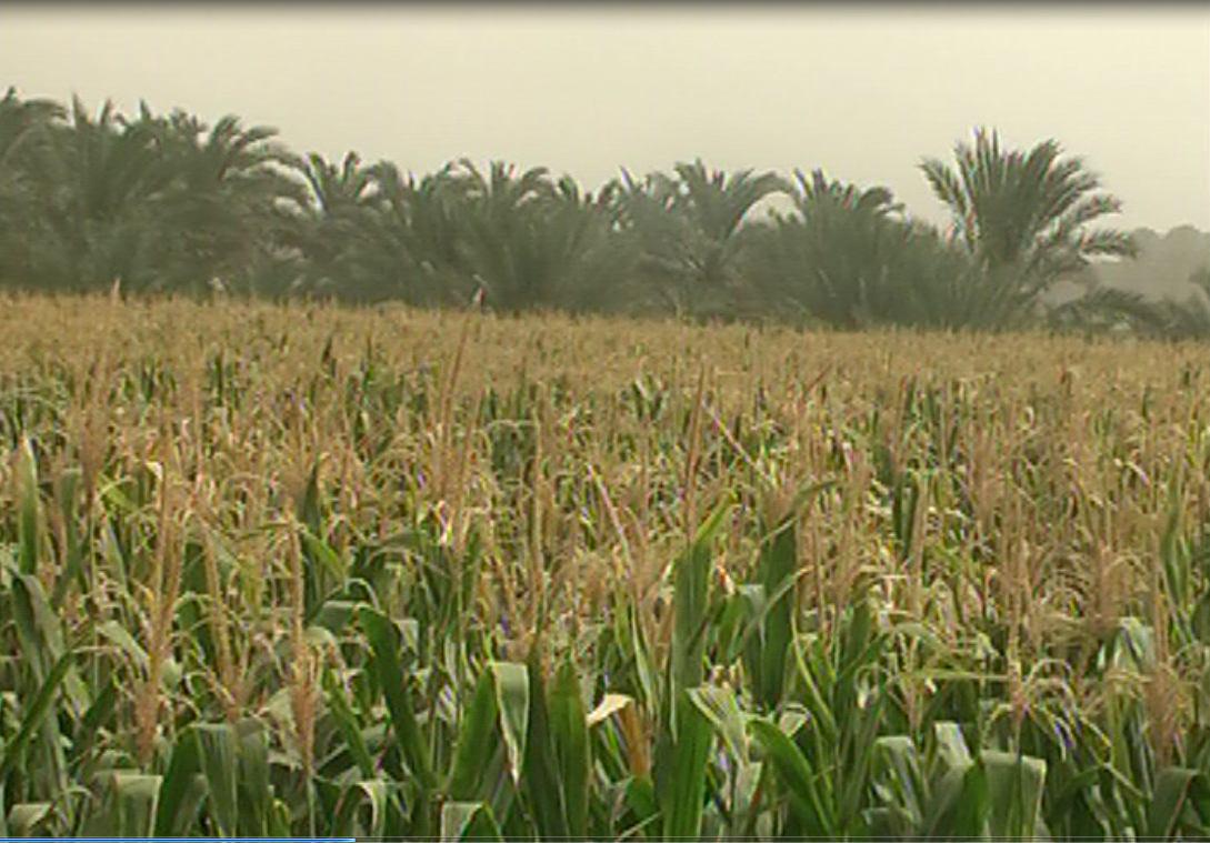 آغاز برداشت ذرت علوفه‌ای از مزارع دشتستان