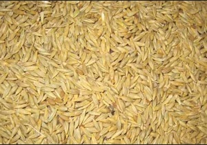 افزایش سطح زیر کشت محصول جو در بخش خلیفان مهاباد