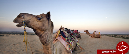 شتر قاتل + عکس