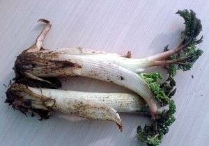 کنگر برای چه افرادی مفید است