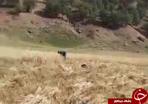 شهروندخبرنگار؛برداشت محصول جو در بازفت آغاز شد + فیلم
