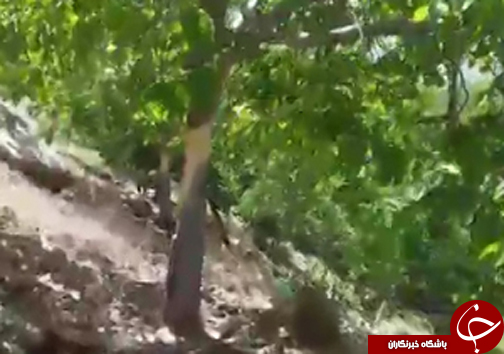شهروندخبرنگار؛قطع درختان گردو در مناطق مختلف شهرستان باغملک + فیلم