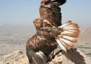 رهاسازی عقاب طلایی به دامن طبیعت