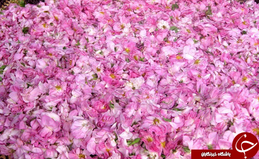گلچینی و آیین گلابگیری برندی برجسته با عطر صلوات برای کاشان گلچینی و آیین گلابگیری برندی برجسته با عطر صلوات برای کاشان