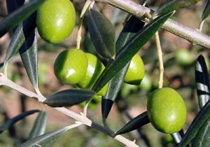 اختصاص 520 هکتار از اراضی شمال و جنوب استان اردبیل به باغ زیتون