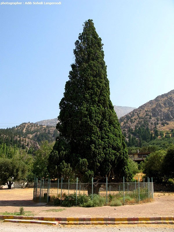 سرو کهنسال هرزویل ؛ زیبا و باشکوه