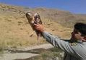 رها سازی عقاب طلایی زخمی به دامن طبیعت