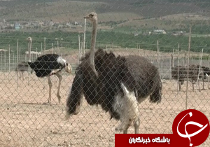 گزارش تصویری زباله الکترونیکی تا کارآفرینی شتر مرغ