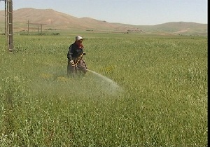 آغازمبارزه با آفت سن گندم در سردشت