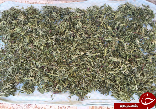 آغاز برداشت گیاهان دارویی + تصاویر