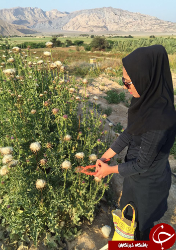آغاز برداشت گیاهان دارویی + تصاویر