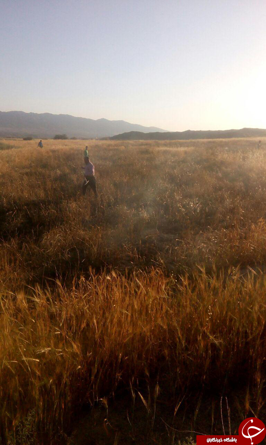 آتش سوزی مشکوک در زمین&zwnj;های کشاورزی + تصاویر