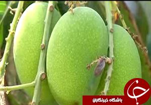گزارش تصویری از انبه زاهدان تا کوچ عشایر+فیلم