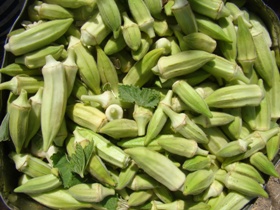 کشت بهاره بامیه در شادگان به ثمر نشست