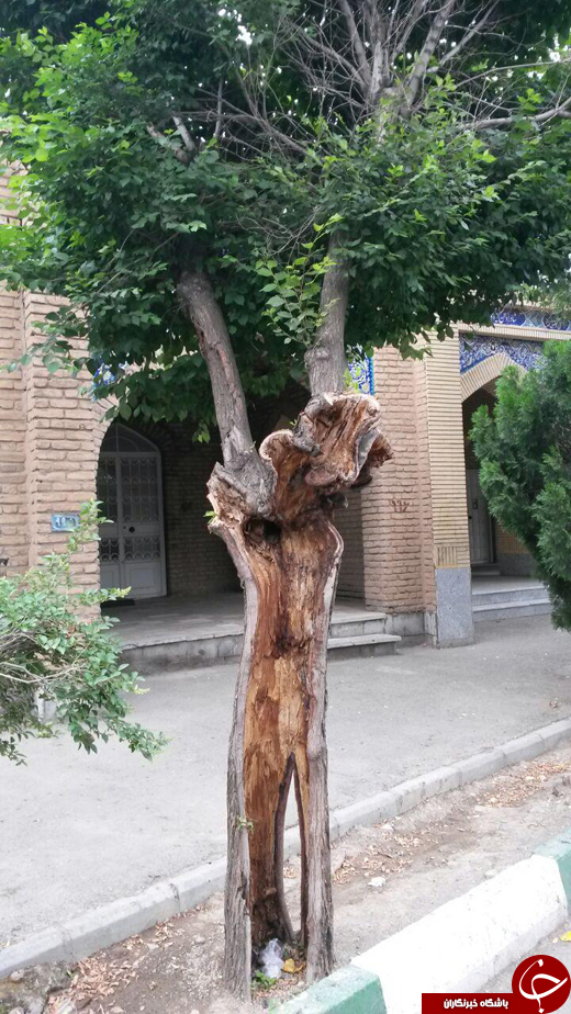 از بیلبورد جالب شهرداری مشهد تا ترجمه عجیب صابون وارداتی + تصاویر