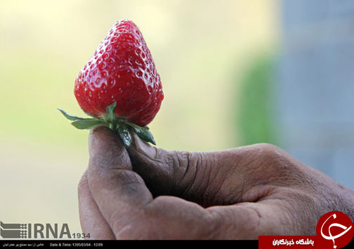 عکس: برداشت توت فرنگی در کردستان