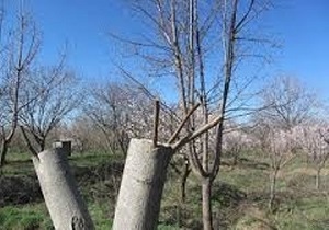 سرشاخه کاری باغات گردوی شهرستان بویین زهرا