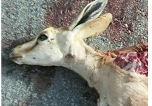 مرگ يك جبير بر اثر تصادف