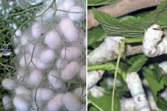 گلستان رتبه سوم تولید کرم ابریشم