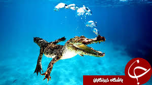سفر نشنال جئوگرافی به اعماق دریا+15عکس