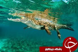 سفر نشنال جئوگرافی به اعماق دریا+15عکس