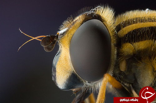 بااین تصاویر طبیعت از زوایه نزدیک ببینید+تصاویر