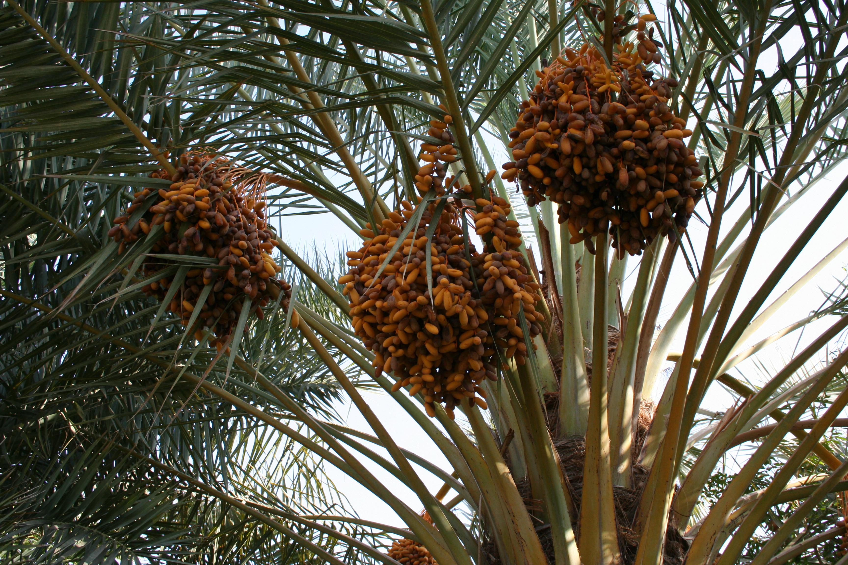 توقف مبارزه با آفت زنجره خرما در بم