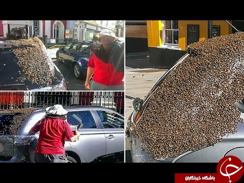 تعقیب وگریز زنبورهای عسل به خاطر نجات ملکه خود +تصاویر تعقیب وگریز زنبورهای عسل به خاطر نجات ملکه خود +تصاویر