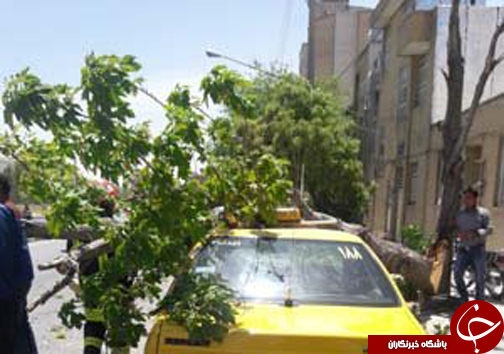 سقوط درخت نارون بر روی خودرو + تصاویر سقوط درخت نارون بر روی خودرو + تصاویر