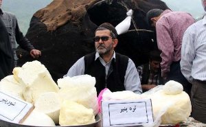 جشنواره پنیر محلی در ماسوله
