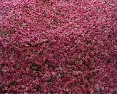 برگزاری جشنواره گل و گلاب در ساروق