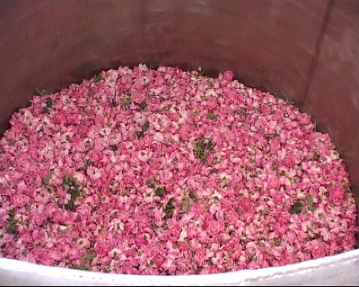 برگزاری جشنواره گل و گلاب در ساروق