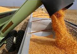 افزایش 20 درصدی تولید گندم و جو در استان اصفهان