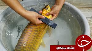 تابه جراحی زیبایی ماهی ها را دیده اید؟+تصاویر