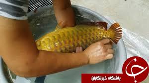 تابه جراحی زیبایی ماهی ها را دیده اید؟+تصاویر