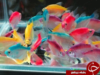 تابه جراحی زیبایی ماهی ها را دیده اید؟+تصاویر