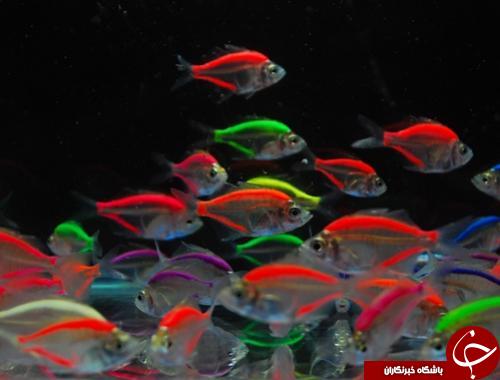 تابه جراحی زیبایی ماهی ها را دیده اید؟+تصاویر