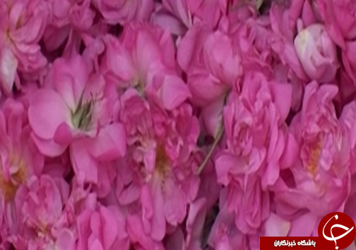 اولین جشنواره گلاب گیری در استان مازندران + فیلم