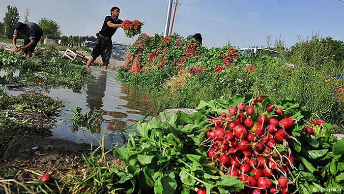 بلاتکلیفی 7 پرونده آبیاری اراضی کشاورزی با فاضلاب خام بلاتکلیفی 7 پرونده آبیاری اراضی کشاورزی با فاضلاب خام