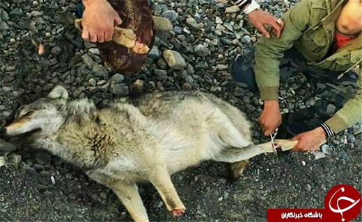 کشف قطعه&zwnj;های بدن گرگ و روباه، در خانه 